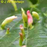 zomerlinde hoorntjes (eriophyes tilia)